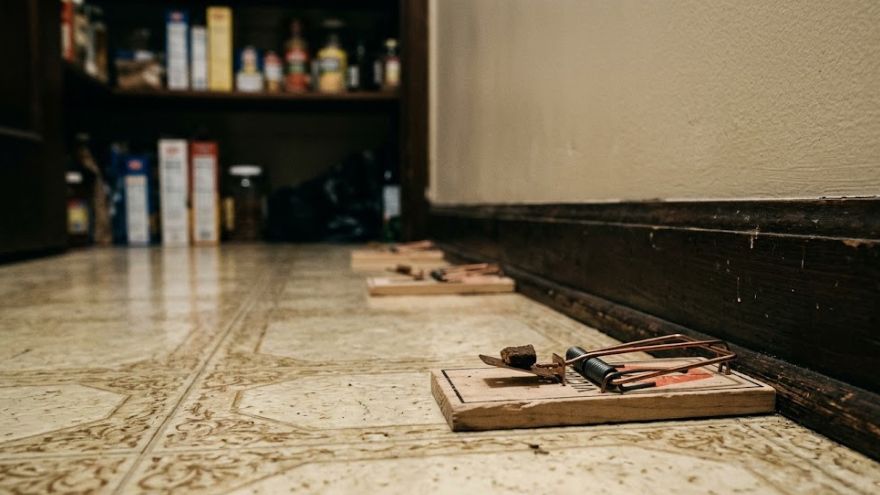 DIY snap traps set for mice in a Lubbock home kitchen