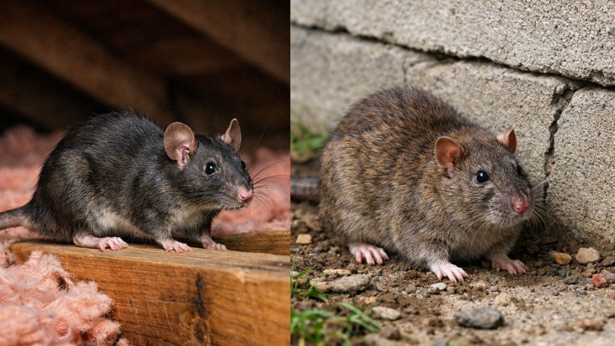 Roof rat vs Norway rat identification guide for Lubbock TX homeowners