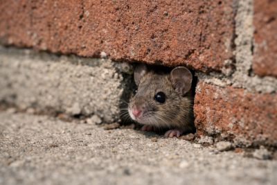 House mouse in a Lubbock home near a baseboard