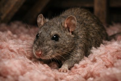 Rat found during Lubbock rodent inspection