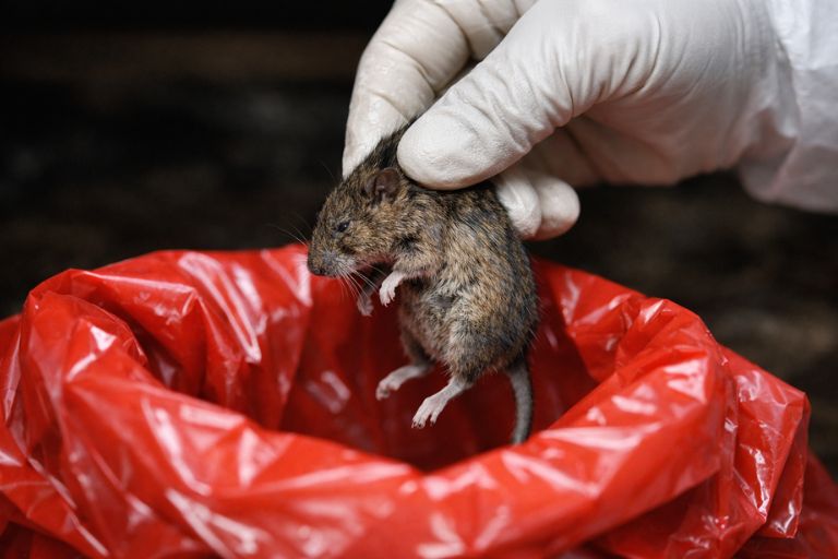 Gloved technician safely removing a dead rodent during Lubbock pest control