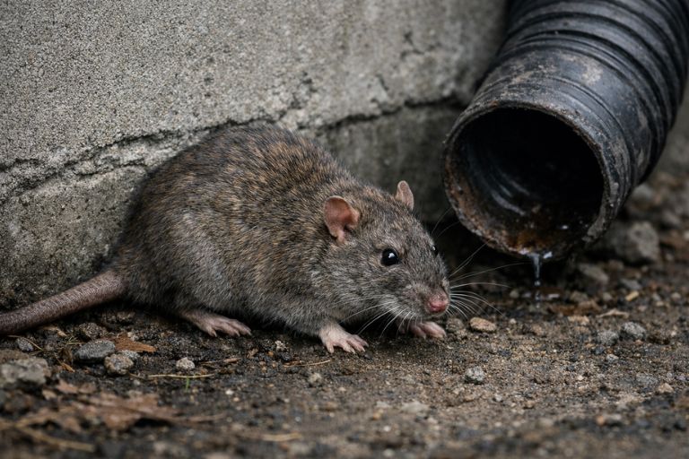 Norway rat near a foundation burrow in Lubbock TX